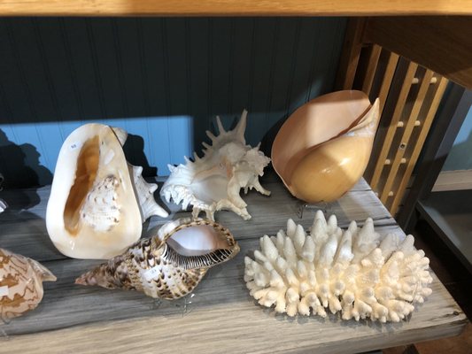 The Blue Mussel by null