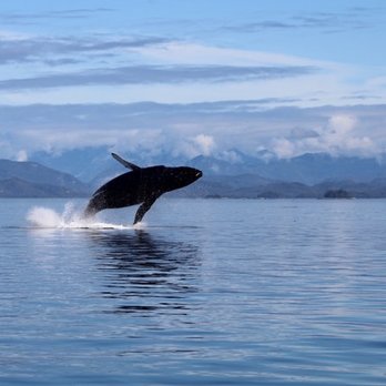 Seasmoke Whale Watching - Whale Watching Tours Near Me Seasmoke Whale Watching - Whale Watching Tours Near Me
