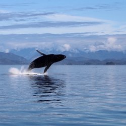 Seasmoke Whale Watching