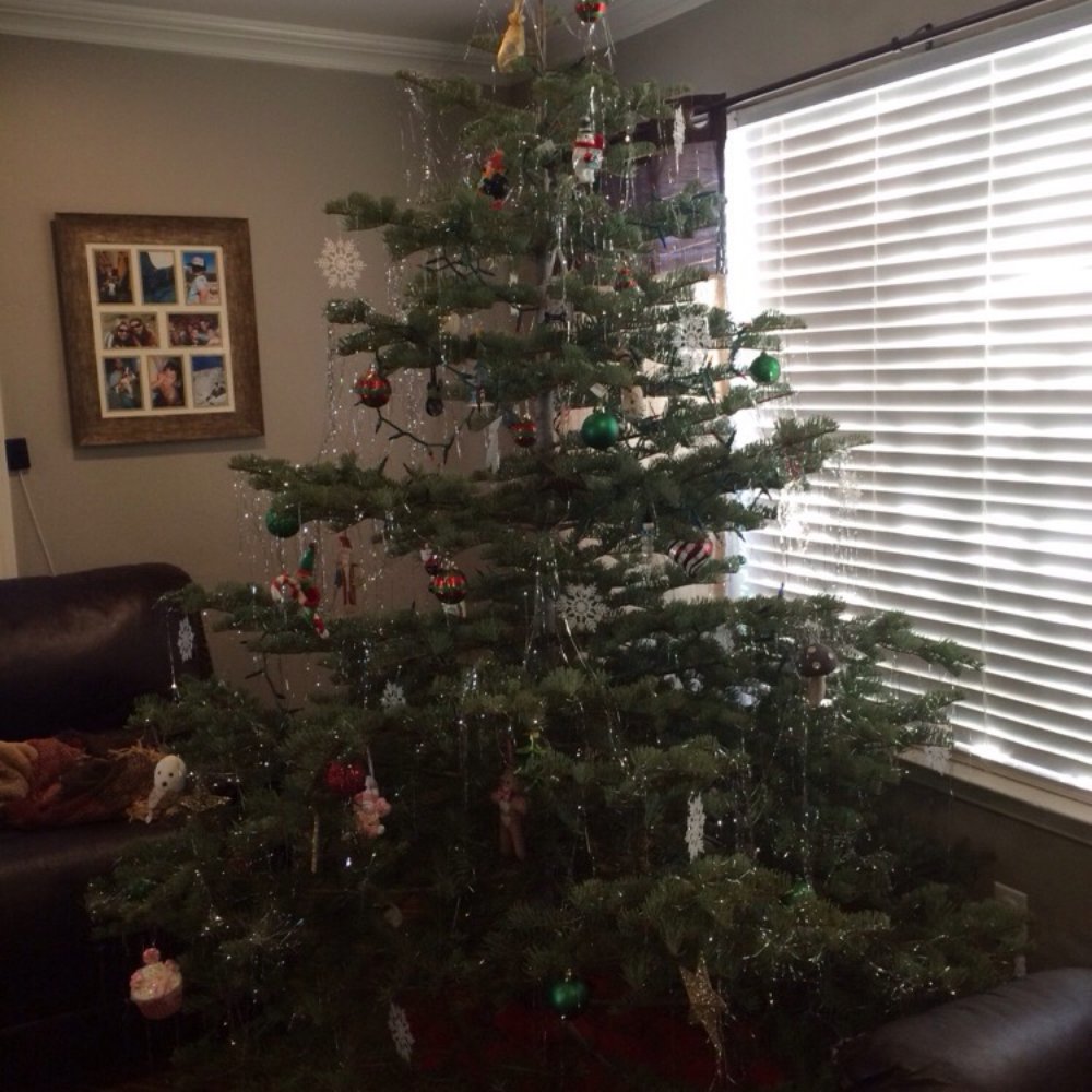 Hidden Canyon Christmas Tree Farm - After! :) - Christmas Trees Near Me - Placerville, California