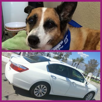 AcutintPro - The beautiful Miss Bambi and my newly tinted windows. Thanks Sarkis! - Car Window Tinting Near Me - Upland, California