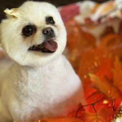 E-Z Dog Wash - Cutie pie