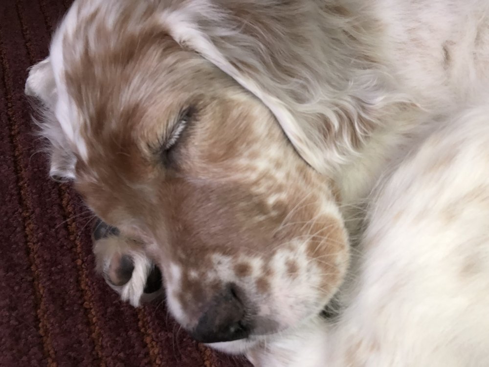 DOGGONE BEAUTIFUL 69 Photos & 70 Reviews 1059 Novi Rd, Northville