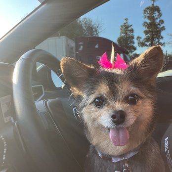 Desired Styles Pet Grooming - Pet Groomers Near Me - Jurupa Valley, California
