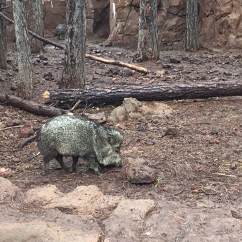 Bearizona - Javelina! - Zoos Near Me - Williams, Arizona
