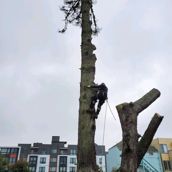 Cabrera Tree Care - Climbing 80 feet's dead Pine tree. (Tree removal) - Tree Services Near Me