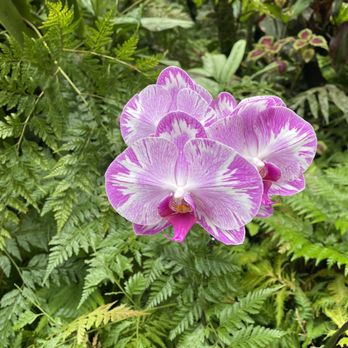 Botanical World Adventures - Botanical Gardens Near Me - Hakalau, Hawaii
