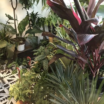 SarahCotta Plants - More lovely plants.. - Nurseries & Gardening Near Me - Glendale, California SarahCotta Plants - More lovely plants.. - Nurseries & Gardening Near Me - Glendale, California