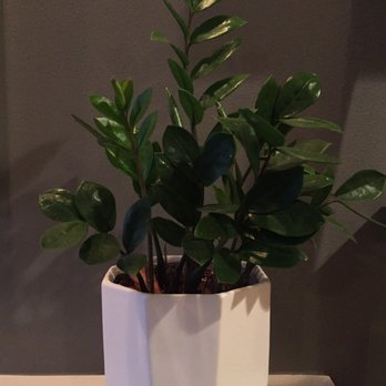 Sprout Home - Plant and pot purchased from Sprout - Nurseries & Gardening Near Me - Chicago, Illinois Sprout Home - Plant and pot purchased from Sprout - Nurseries & Gardening Near Me - Chicago, Illinois