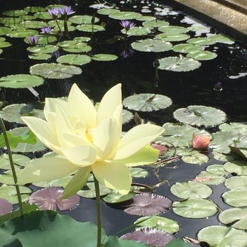 Chicago Botanic Garden - Lily pads - Botanical Gardens Near Me - Glencoe, Illinois Chicago Botanic Garden - Lily pads - Botanical Gardens Near Me - Glencoe, Illinois