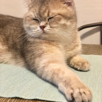 Beyond Cuteness - Pet Breeders Near Me