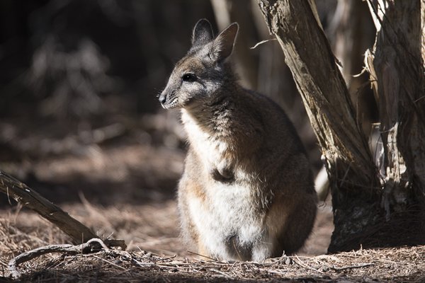 Exceptional Kangaroo Island by null