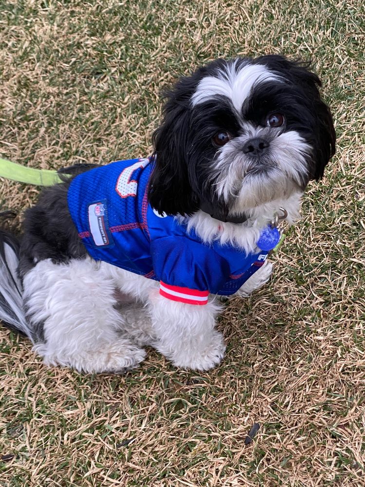 BUBBLES DOG GROOMING SALON Updated September 2024 41 Photos & 26