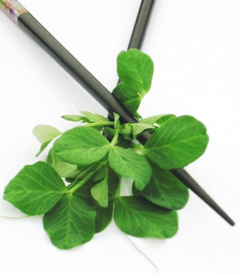 Blue Moon Acres Buckingham, PA by null