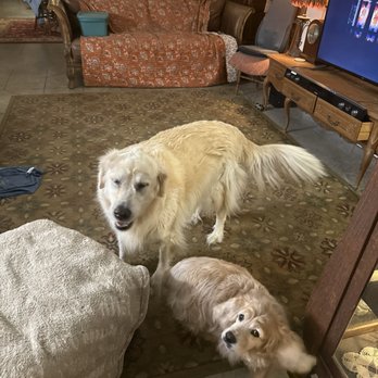 Fluffy Butts - 30 min at home visit - Dog Walkers Near Me Fluffy Butts - 30 min at home visit - Dog Walkers Near Me