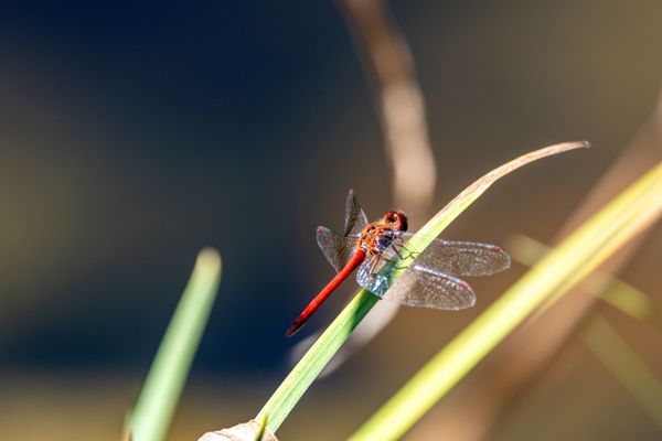 Coastal Maine Botanical Gardens by null