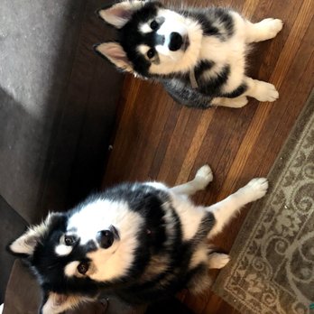 No Place Like Home - Gypsy girl, and Cubbie (not so little anymore!) double trouble!! - Dog Walkers Near Me No Place Like Home - Gypsy girl, and Cubbie (not so little anymore!) double trouble!! - Dog Walkers Near Me