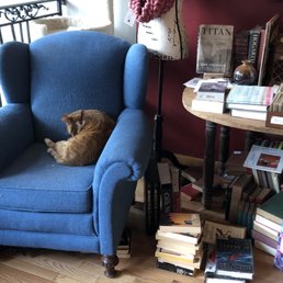 Bookshop cat!
