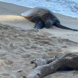 Sea turtle