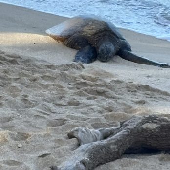 Auntie Snorkel - Sea turtle - Paddleboarding Near Me - Lahaina, Hawaii