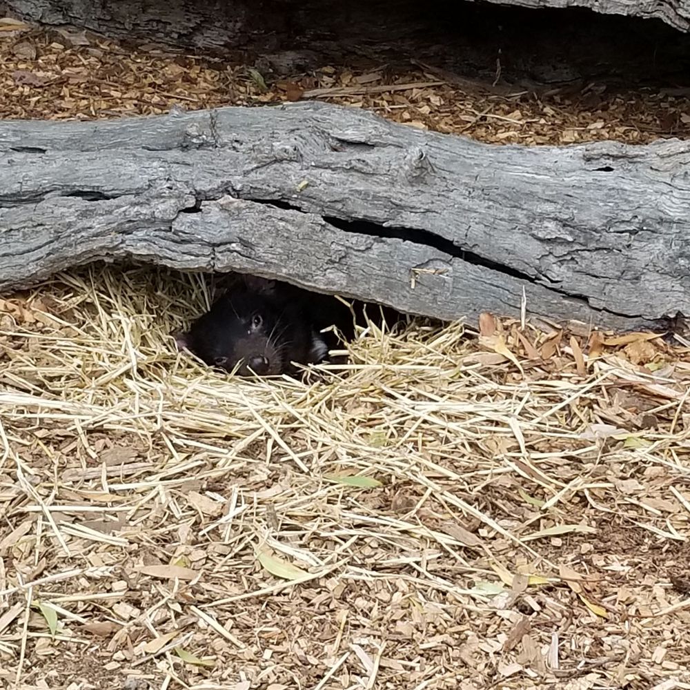 Moonlit Sanctuary - Tasmanian devil - Zoos Near Me - Pearcedale, VIC Moonlit Sanctuary - Tasmanian devil - Zoos Near Me - Pearcedale, VIC