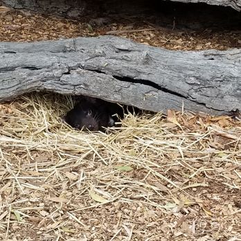 Moonlit Sanctuary - Tasmanian devil - Zoos Near Me - Pearcedale, VIC