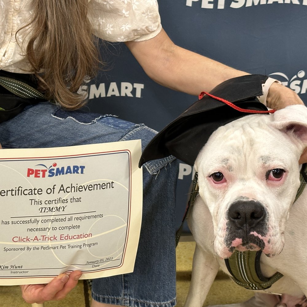 How Much Does Dog Obedience Training Cost At Petsmart