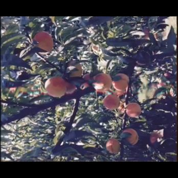 Stover's Farm & U-Pic - Pick Your Own Farms Near Me - Berrien Springs, Michigan