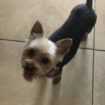 Miami's Pet Grooming - My little Maui with her fresh cut. Ears are upright and low trim to keep her cool im this Miami weather. Groomer is Eduardo. - Pet Groomers Near Me - Miami, Florida