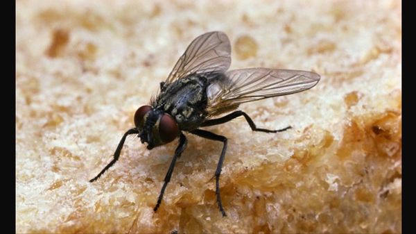 Southern Recipes Grill by null