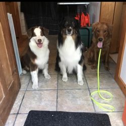 Moxie Dog Training