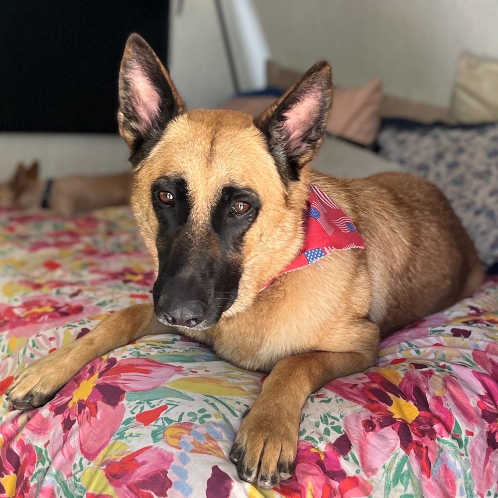 Cali Pets - Pet Groomers Near Me