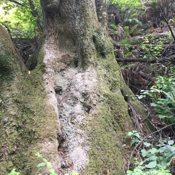 Tilden Regional Park - Parks Near Me - Berkeley, California