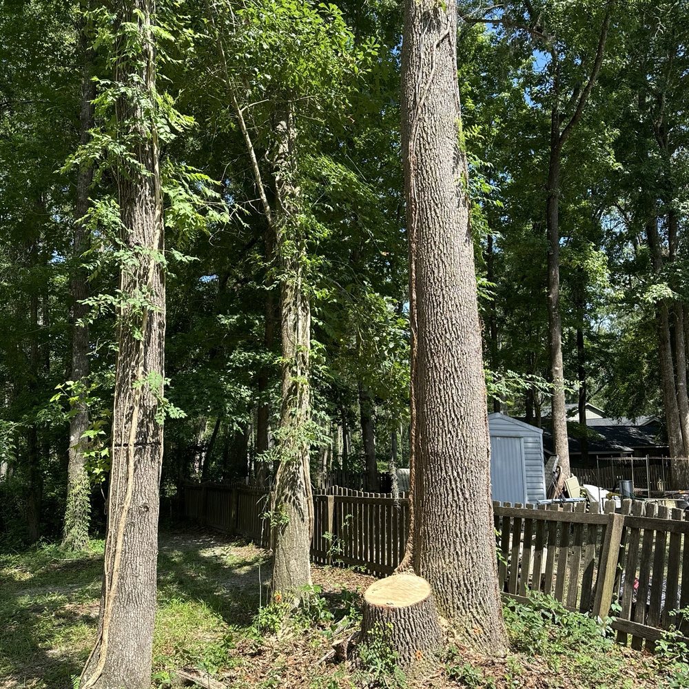 Miller's Tree Service - Zoom to see orange spray paint - Tree Services Near Me - Tallahassee, Florida