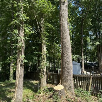 Miller's Tree Service - Zoom to see orange spray paint - Tree Services Near Me - Tallahassee, Florida Miller's Tree Service - Zoom to see orange spray paint - Tree Services Near Me - Tallahassee, Florida