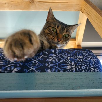 Naughty Cat Cafe - The hello cat - Coffee & Tea Near Me - Chattanooga, Tennessee Naughty Cat Cafe - The hello cat - Coffee & Tea Near Me - Chattanooga, Tennessee