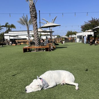 DOG PPL - Dog Parks Near Me - Santa Monica, California