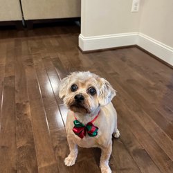 Highland Groomery - Benji after a fresh cut