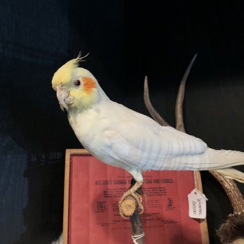 Natural Selection - Taxidermy cockatiel - Taxidermy Near Me - Reno, Nevada
