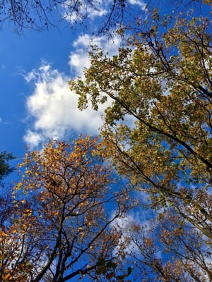 Grunewald by null