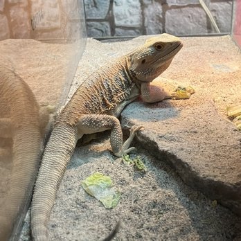Wild Things - Wild Things 4130 S Sandhill Rd a20, Las Vegas, NV 89121 12/03/2023 Bearded Dragon - Reptile Shops Near Me - Las Vegas, Nevada