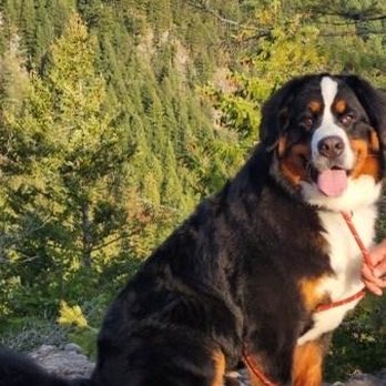 The Northwest Dog Trainer - Pet Training Near Me - Des Moines, Washington The Northwest Dog Trainer - Pet Training Near Me - Des Moines, Washington