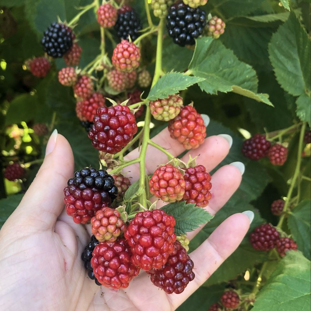 Smith Berry Barn - Nurseries & Gardening Near Me - Hillsboro, Oregon Smith Berry Barn - Nurseries & Gardening Near Me - Hillsboro, Oregon