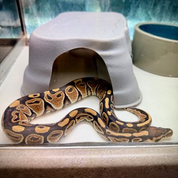 Scales & Tails - Reptile Shops Near Me - Holly Hill, Florida Scales & Tails - Reptile Shops Near Me - Holly Hill, Florida