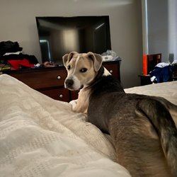 Massachusetts Veterinary Referral Hospital - My baby relaxing on our bed.