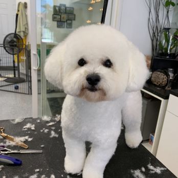 Nomadic Grooming - Pet Groomers Near Me