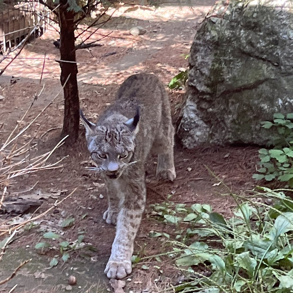 Maine Wildlife Park - Zoos Near Me - Gray, Maine Maine Wildlife Park - Zoos Near Me - Gray, Maine
