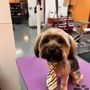 Photo of Grooming Place