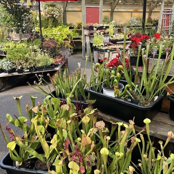 Incahoots - Water plants in abundance! - Florists Near Me - McMinnville, Oregon Incahoots - Water plants in abundance! - Florists Near Me - McMinnville, Oregon
