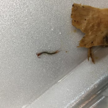 Sushi Corner - This Live Centipede was crawling inside my Chicken Teriyaki, i went back to complain and i received my money back - Sushi Bars Near Me - Miami, Florida Sushi Corner - This Live Centipede was crawling inside my Chicken Teriyaki, i went back to complain and i received my money back - Sushi Bars Near Me - Miami, Florida